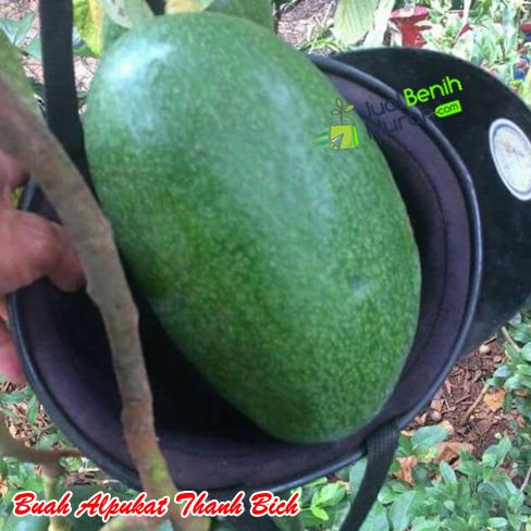 Buah alpukat thanh Bich