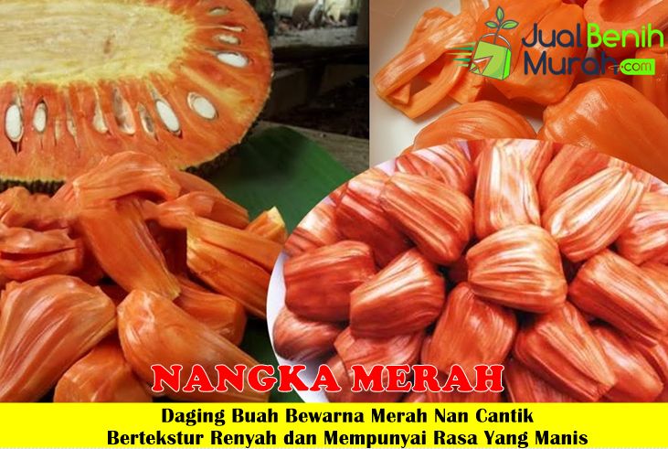 Bibit Nangka Merah