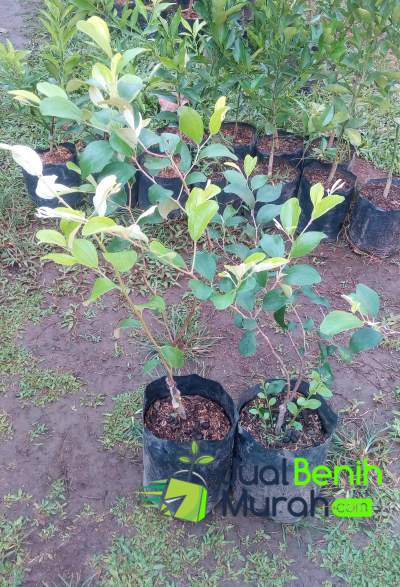 bibit buah apel putsa