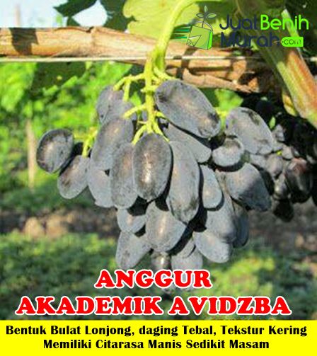 Bibit Anggur Akademik Avidzba genjah
