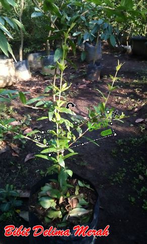 Bibit Delima Merah