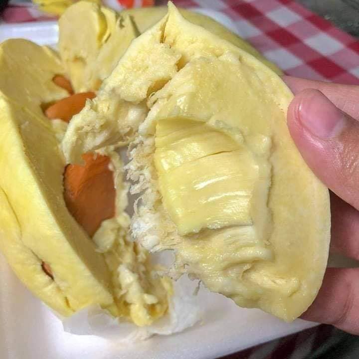 Bibit Durian Montong Kaki 3 Super