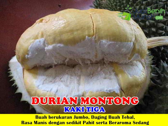 Bibit Durian Montong kaki 3 Unggul