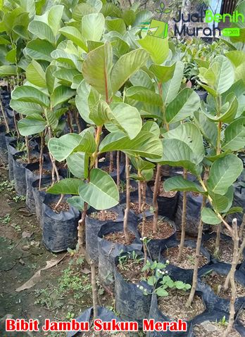 Bibit Jambu Sukun merah