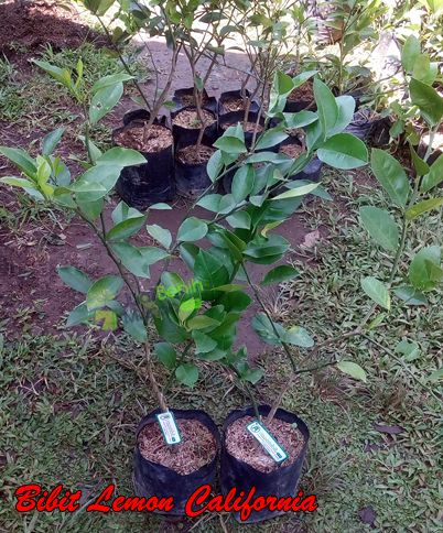 Bibit Lemon California