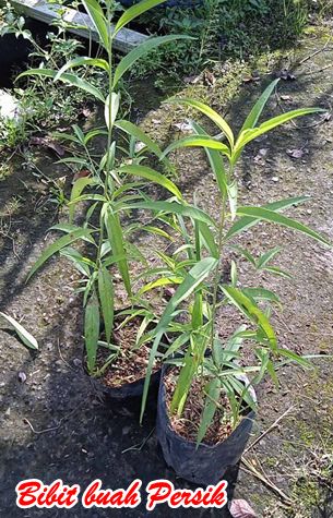 Bibit Persik