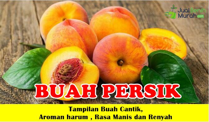 Bibit Buah Persik Unggul