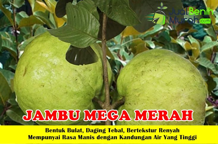 Bibit Jambu Mega Merah