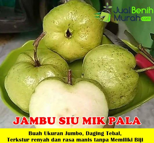 Bibit Jambu Siu Mik Pala