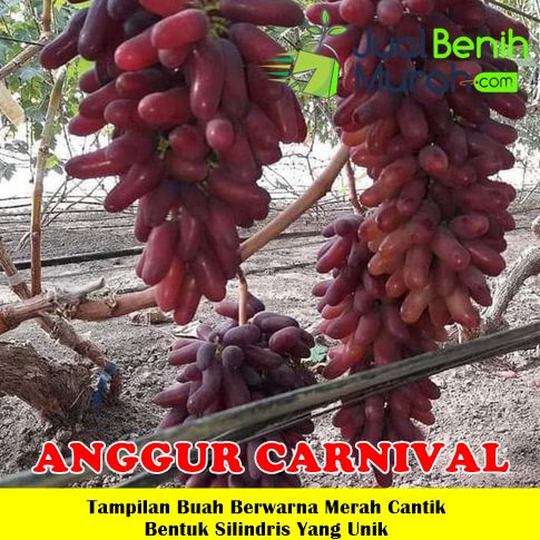 Bibit Anggur Carnival