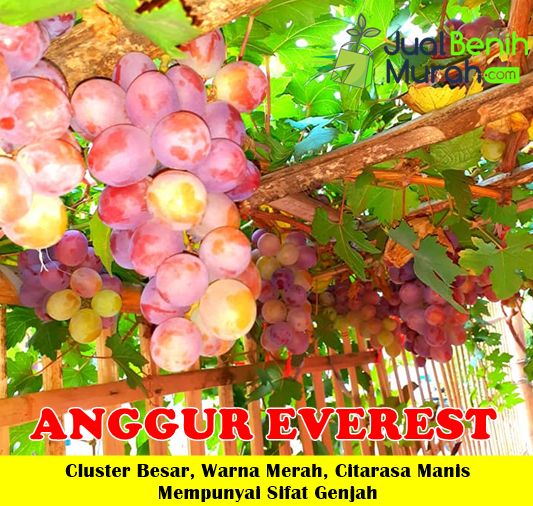 Bibit Anggur Everest
