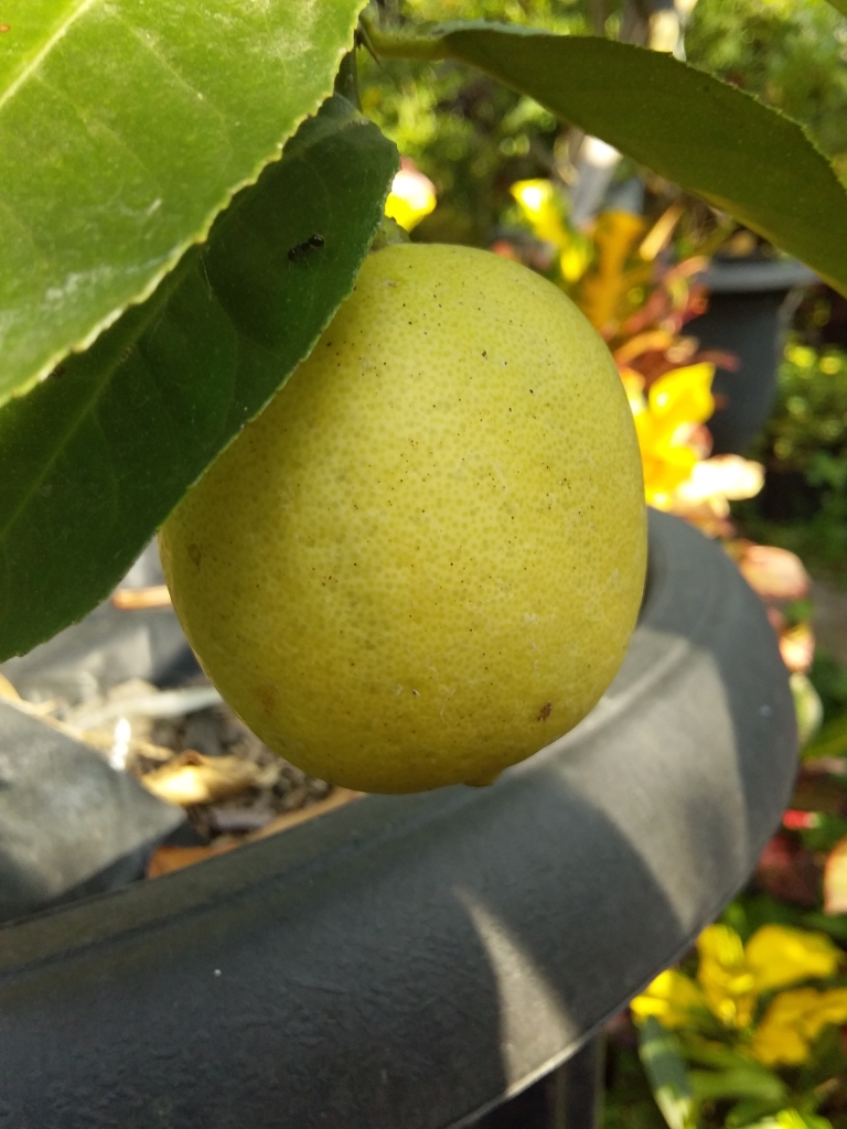 Bibit Lemon california