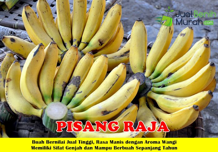 Bibit Pisang Raja