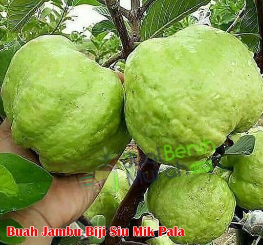 Tanaman Jambu Siu Mik Pala