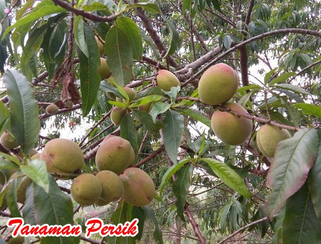 Tanaman Persik