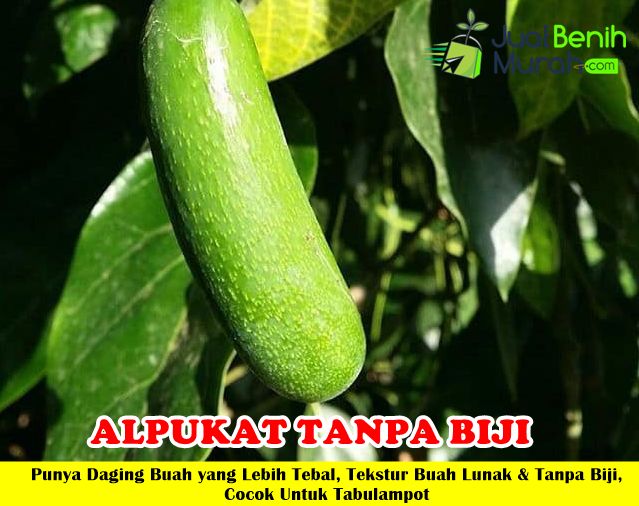 Alpukat Tanpa Biji Unggul