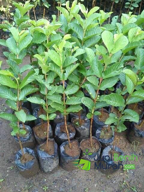 Bibit Jambu Getas Merah Unggul