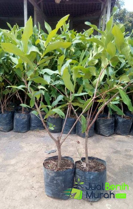 Bibit Jambu Madu Deli Hijau