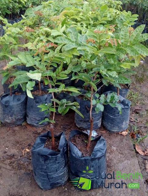 Bibit Kelengkeg Aroma Durian Super