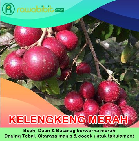 Bibit Kelengkeng Merah Langka
