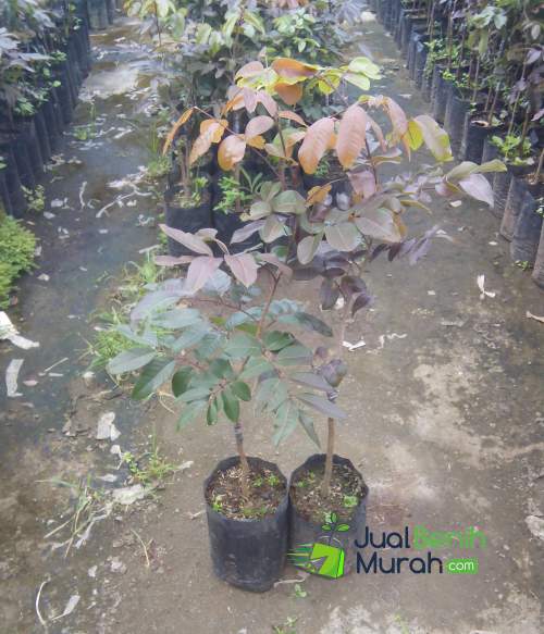 Bibit Kelengkeng Merah Unggul