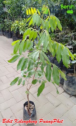 Bibit Kelengkeng Paungphet