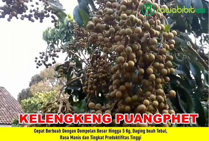 Bibit Kelengkeng PuangPhet Super