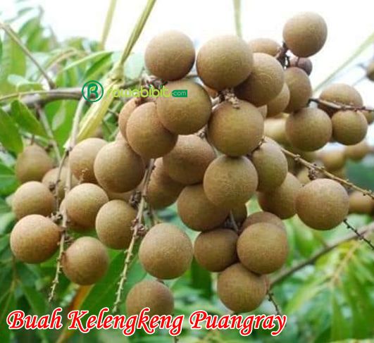 Bibit Kelengkeng Puangray 1