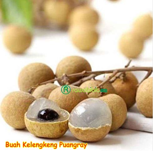 Bibit Kelengkeng Puangray 1