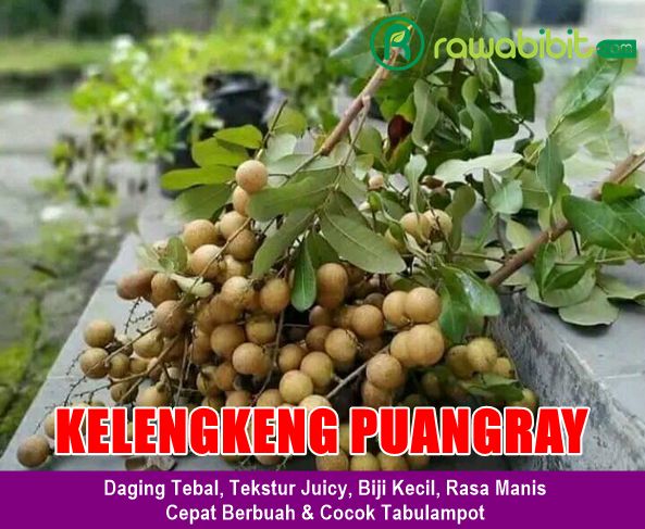 Bibit Kelengkeng Puangray Super