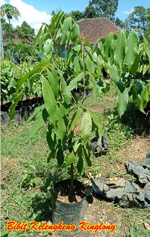 Bibit Kelengkeng kinglong