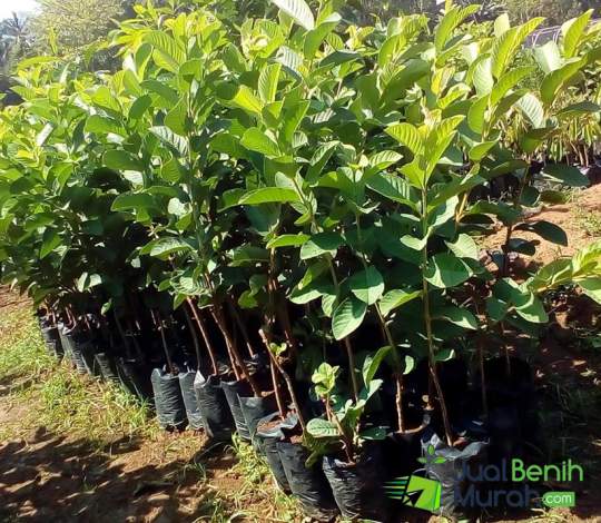 Bibit jambu Kristal Unggul