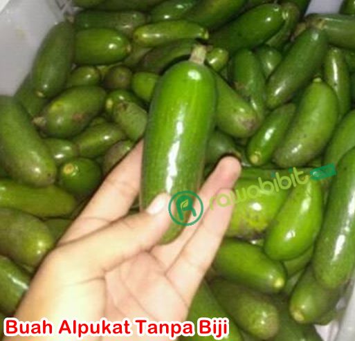 Buah Alpukat Tanpa Biji