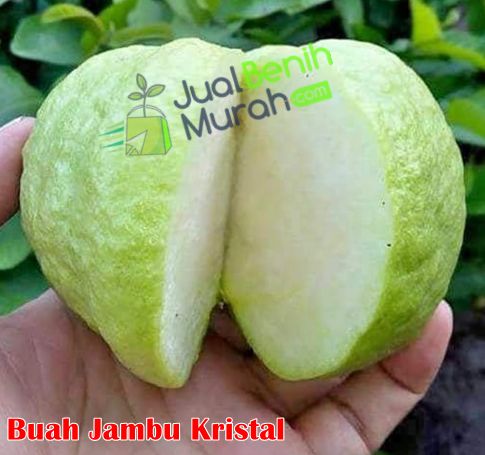 Buah Jambu Kristal