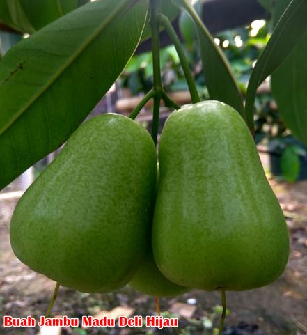 Buah Jambu madu deli hijau