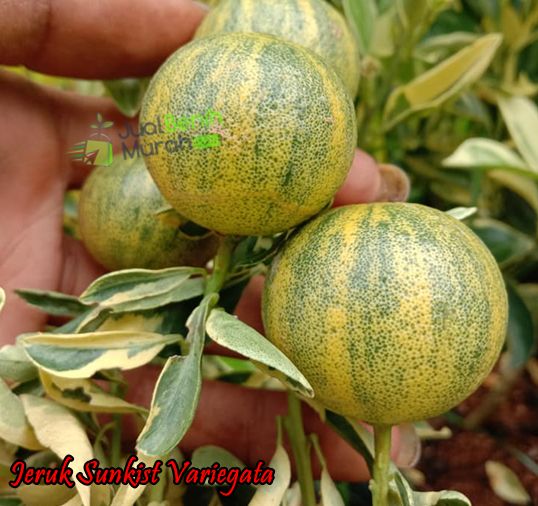 Buah Jeruk Sunkist variegata