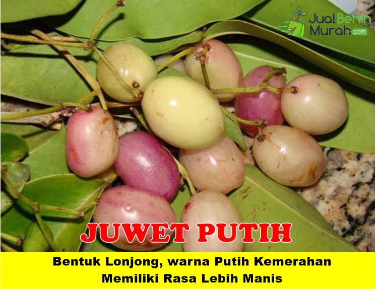 Bibit Juwet Putih