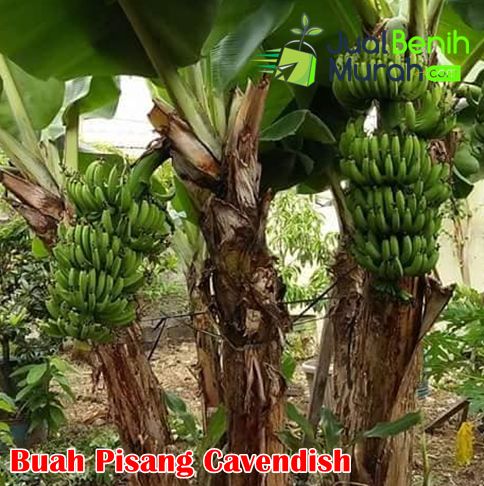 Buah Pisang Cavendish