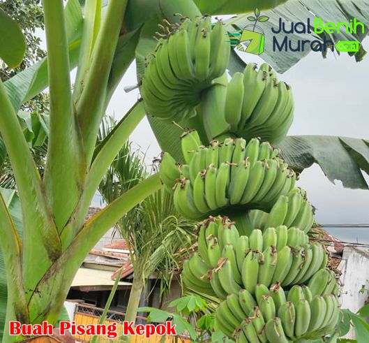 Buah Pisang Kepok