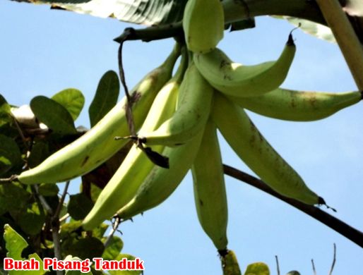 Buah Pisang tanduk