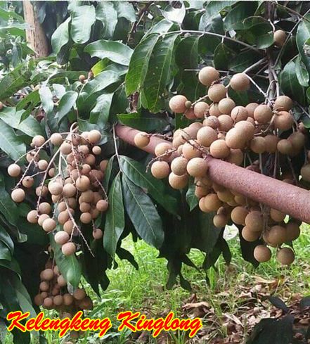 Buah kelengkeng kinglong