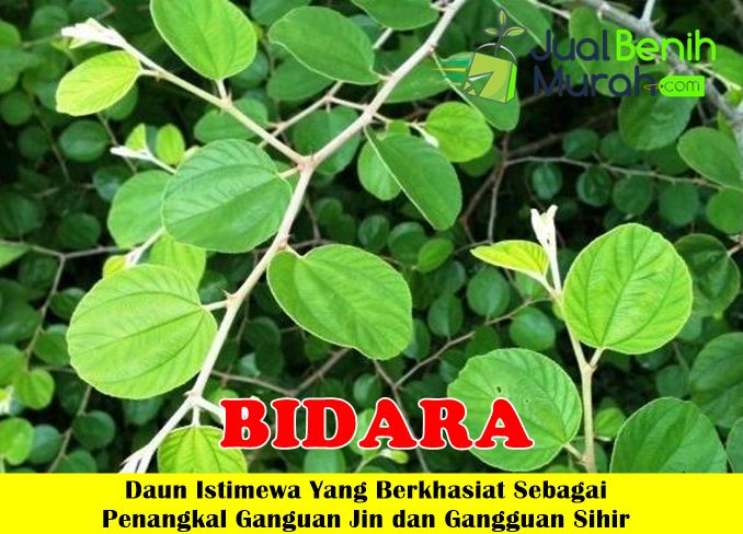 Bibit Bidara