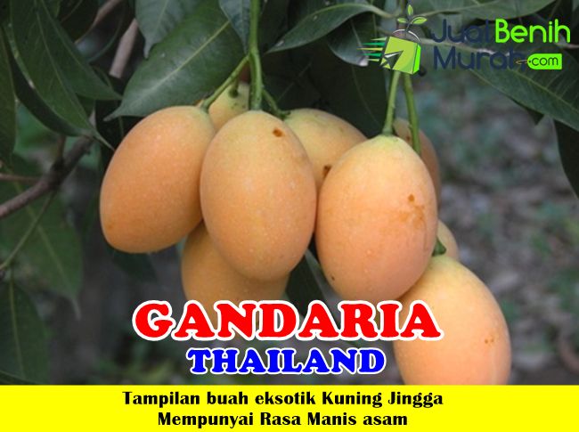 Bibit Gandaria Thailand
