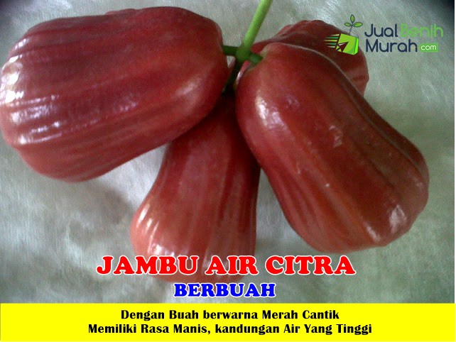 Bibit Jambu Air Citra