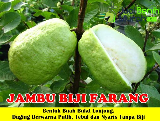 Bibit Jambu Farang