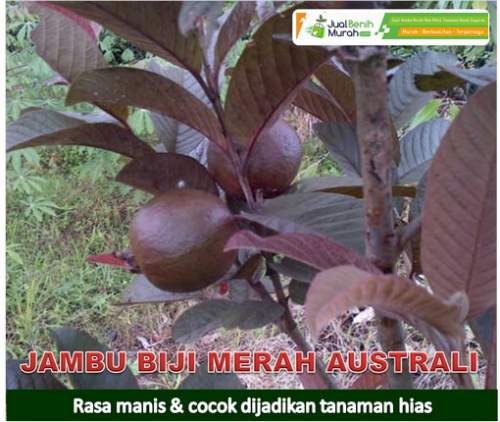 Bibit Jambu Merah Australia Unggul