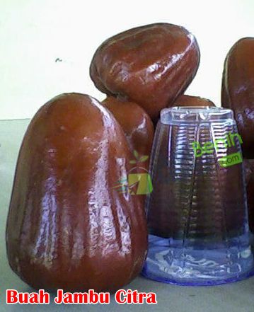 Buah Jambu Citra