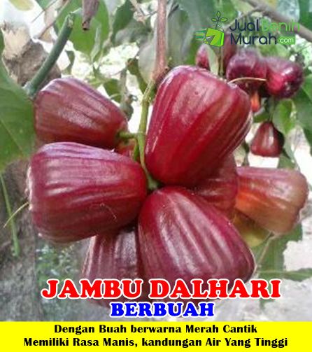 Bibit Jambu Air Dalhari
