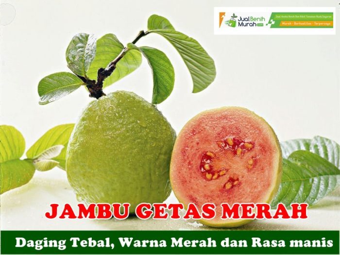 Bibit Jambu Getas Merah