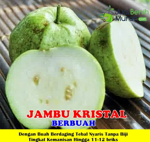 Bibit Jambu Kristal 